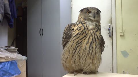 Owl Shows Off Courting Plumage