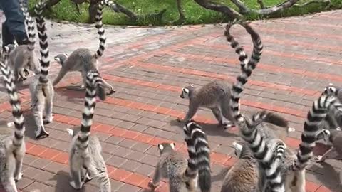 lemurs