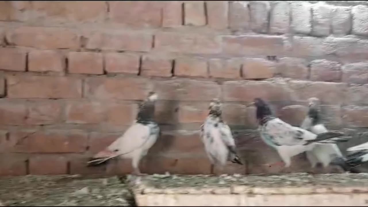 Mix pair pigeon beautiful kal sira pigeon best flying