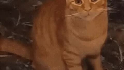 Cute Cat Gif