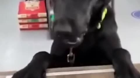 Dog asking for treats so adorable!🐕🐶