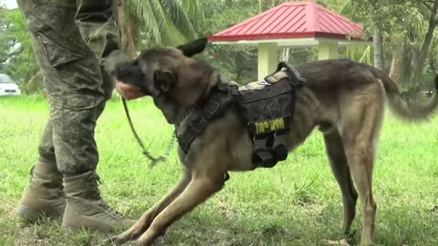 Watch U.S. and Philippine Military Dogs Take Part in Epic Training Exercise!