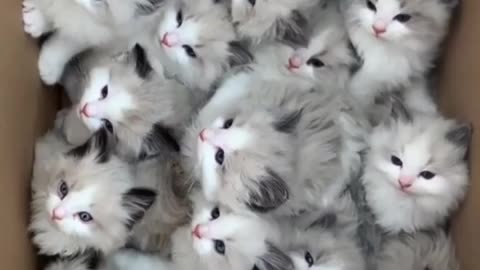 Cute kittens