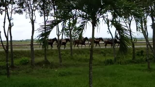 Horses on highway