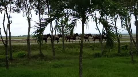 Horses on highway