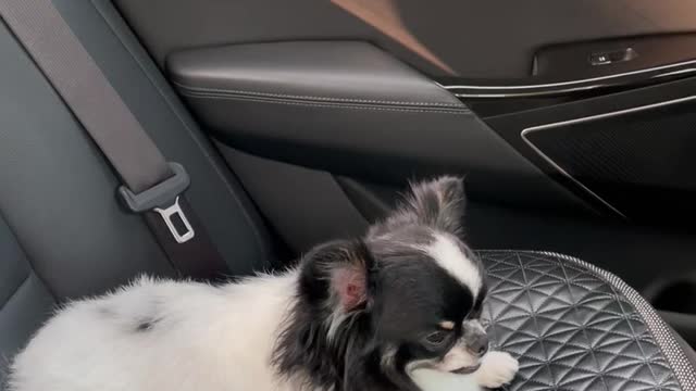 A furry puppy is dozing off.