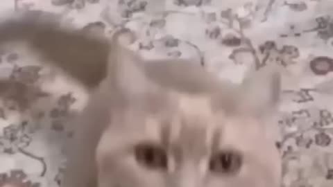 Cute cat say hello