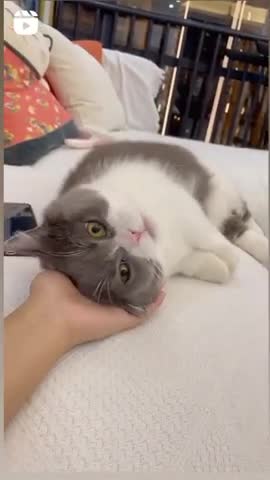 Cute cat funny comedy scenes 🤣🤣