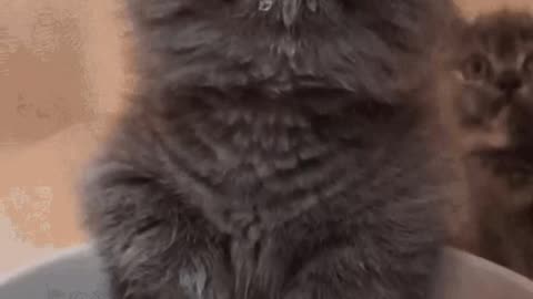 Cute Cat Gif