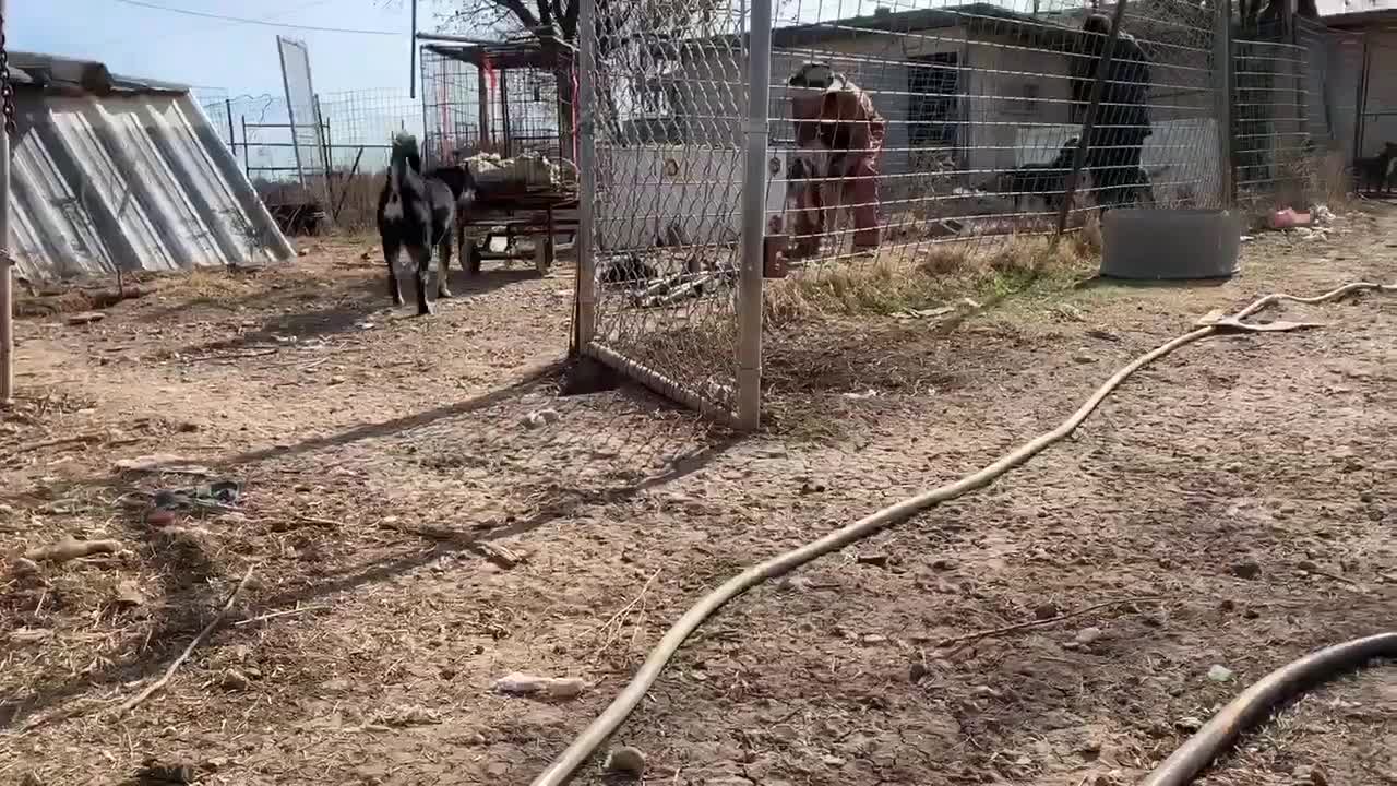 American Pets Alive! and the Rural Texas 58