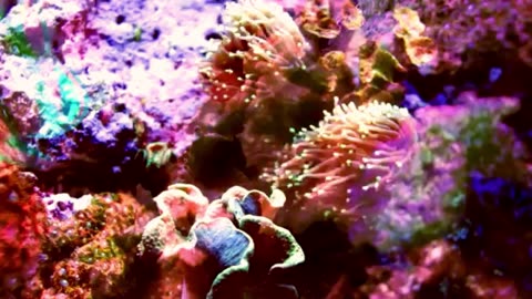 Multicolored coral shot with fish projections