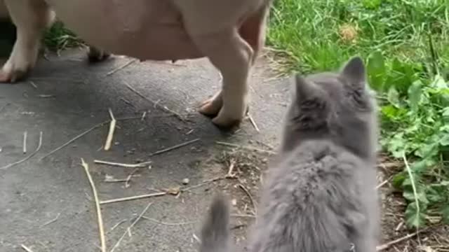 Funniest Cats, Dogs & Animals Videos🐶😻 #16