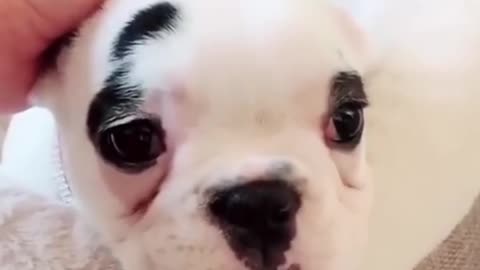 Funny Dog Video