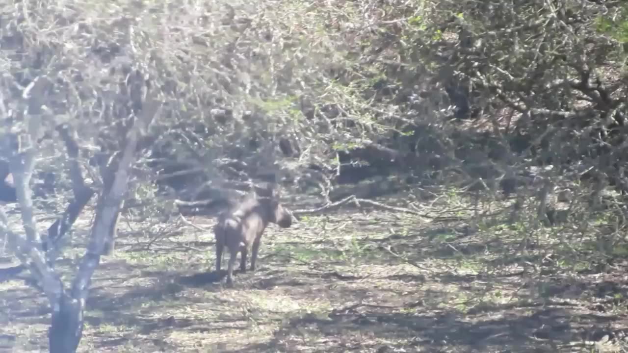 Precision in Action: 12 Minutes of Epic Hunting Headshots