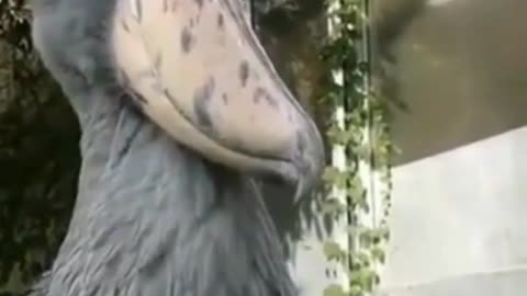 Big Bird Dancing| #birds #beautifulbirds #funnyvideos #reels #Cr7 #shorts