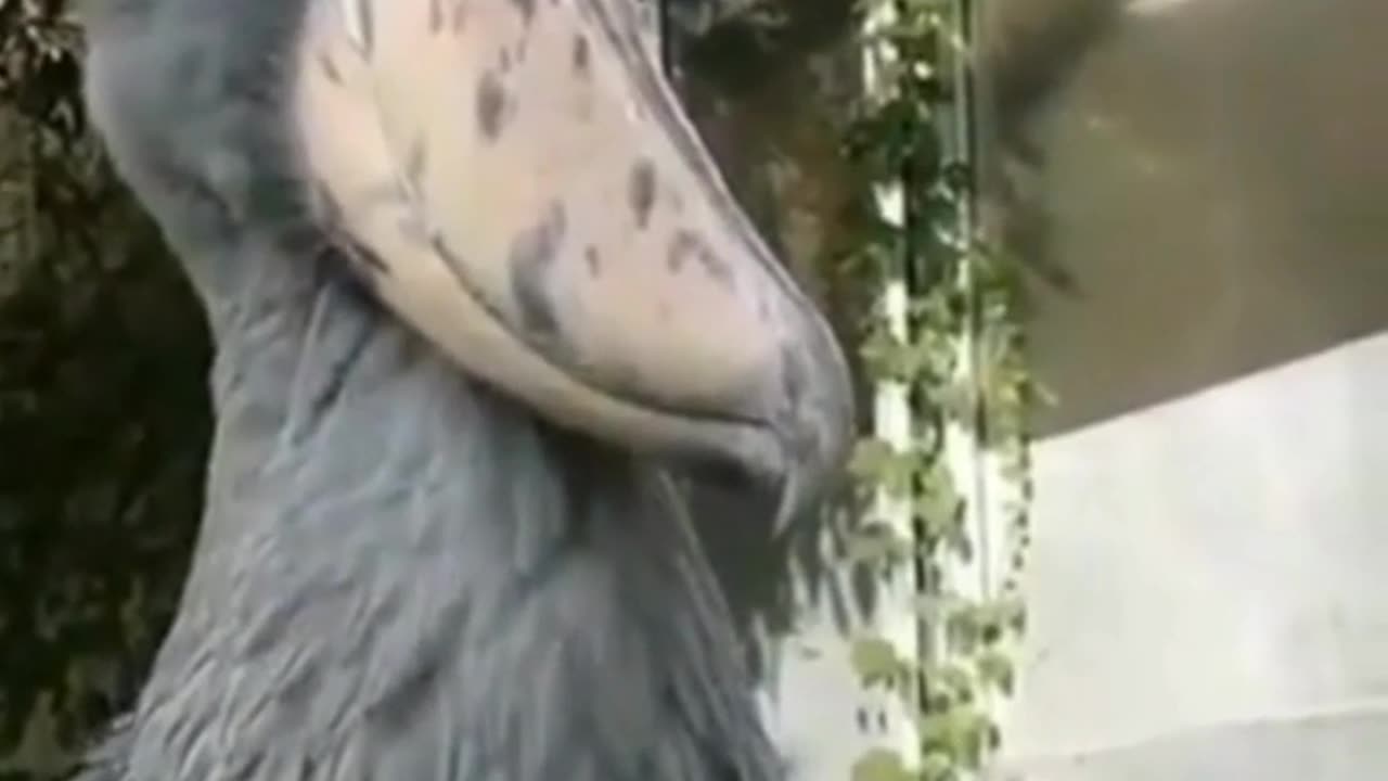 Big Bird Dancing| #birds #beautifulbirds #funnyvideos #reels #Cr7 #shorts