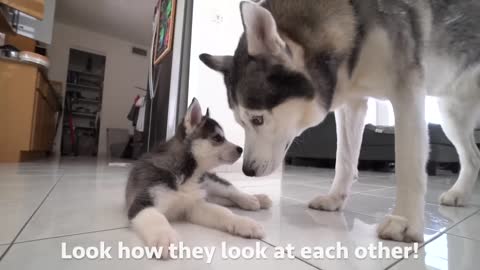 Dad LOVES his New Husky Puppy Son So Much!