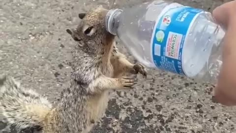 Thirsty Squirrel Begs For Water From Human 💧💦