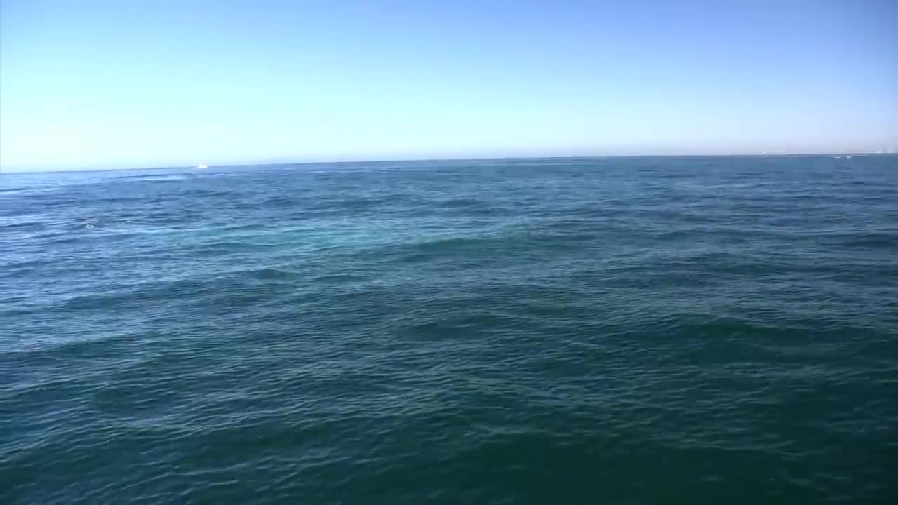 Blue Whale close encounter Newport Harbor California