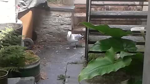 Seagull Visit