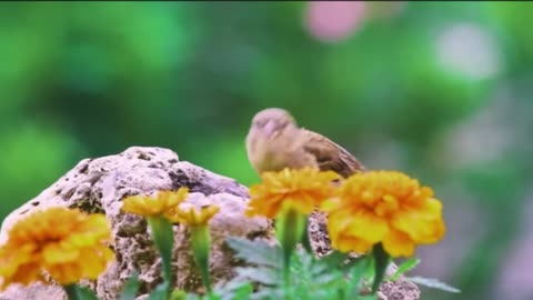 relaxing calming with birds 