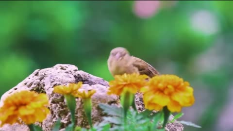 relaxing calming with birds