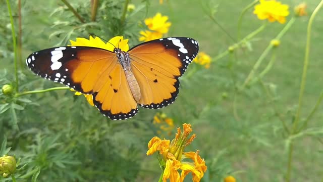 Butterflies ❤ love