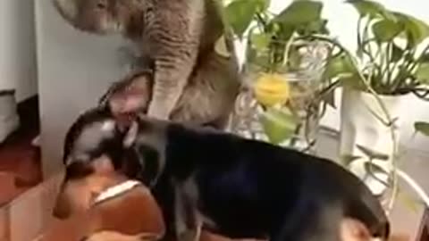 Funniest Cats And Dogs Videos 😁 - Best Funny Animal Videos 2023 😅 #12