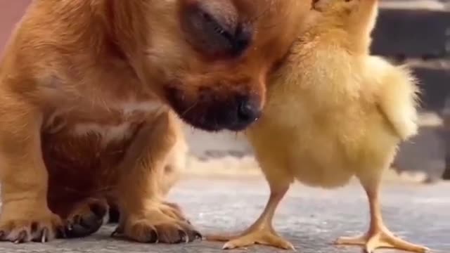 So cute dog I love you 🐕🐥