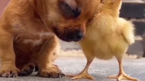 So cute dog I love you 🐕🐥