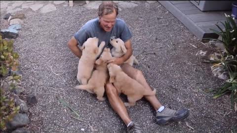 Golden Retriever Puppy Attack