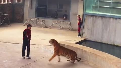 How To Train Your Tiger