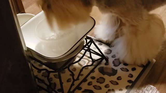 Dewey the yorkie loves ice