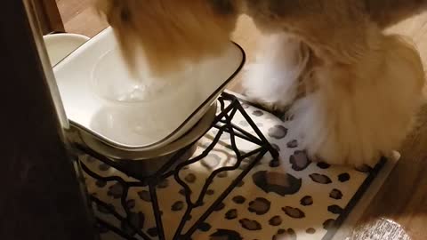 Dewey the yorkie loves ice