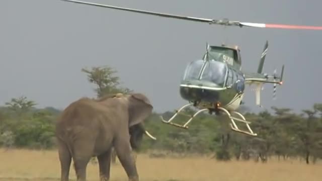 elephants vs helicopter