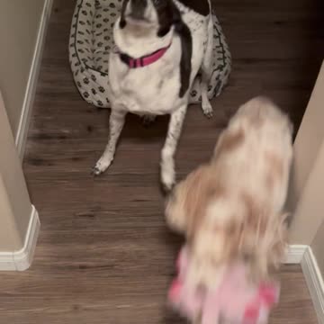 Lana Needing A Furever Home 04