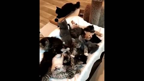 Cute Baby Animals