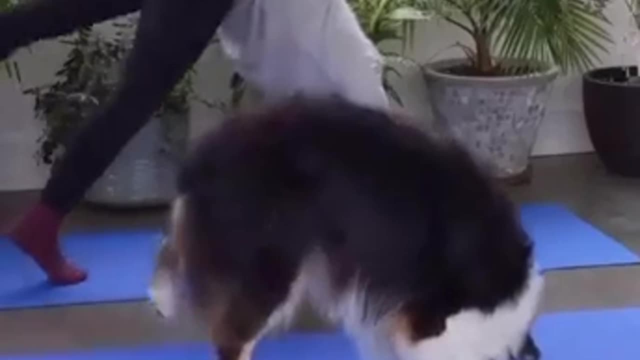 Paws & Om