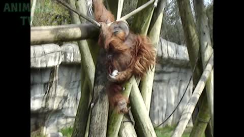 TRY NOT TO LAUGH at this funny monkey compilation 1