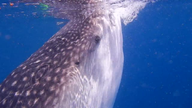 Group of scuba divers trying to get close with giant whale shark