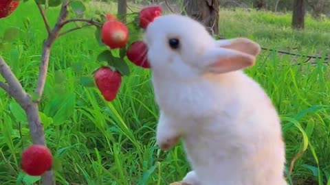 Look at him eating strawberries while standing on the back of a turtle