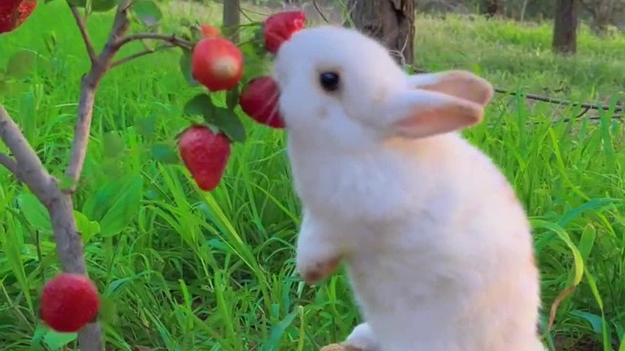 Look at him eating strawberries while standing on the back of a turtle