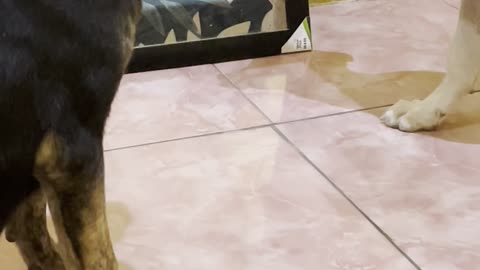 Puppy Growls at His Own Reflection
