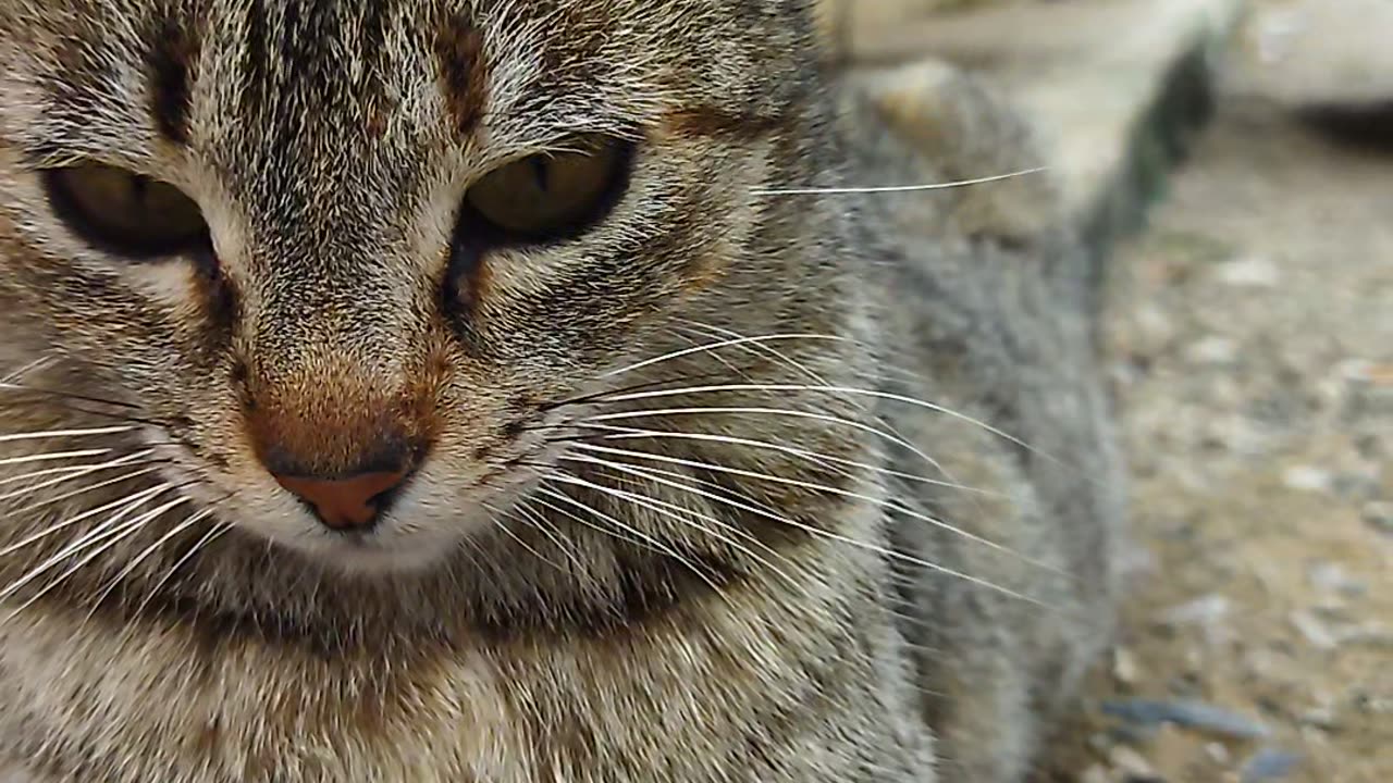 Beautiful cat 🐈😺