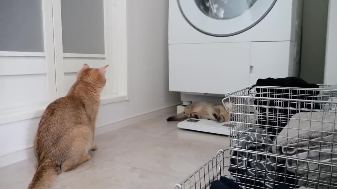 Mother cat is worried about kitten, but maintains a moderate sense of distance