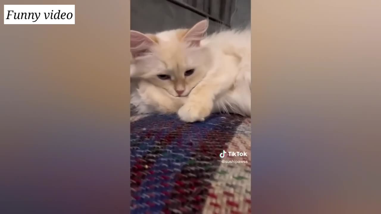 Funny Animal Videos That Are IMPOSSIBLE Not To Laugh At 😂