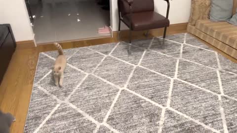 Kitten Wiggles Butt Before Pouncing