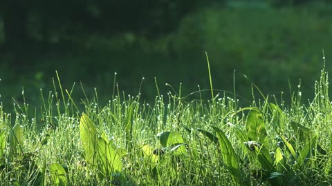 Morning Sunrise Real Nature from Drone Videos