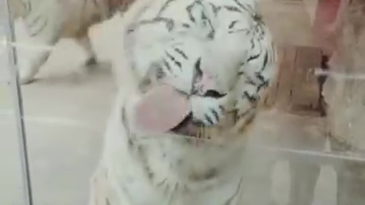 Best funny animal video 2024