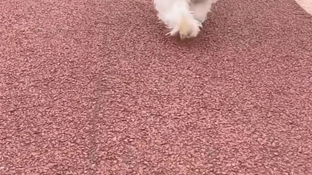 Dog video